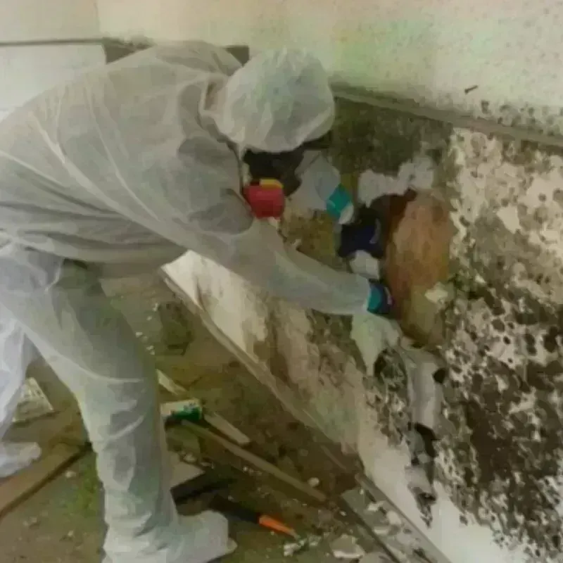 Mold Remediation and Removal in Hustisford, WI